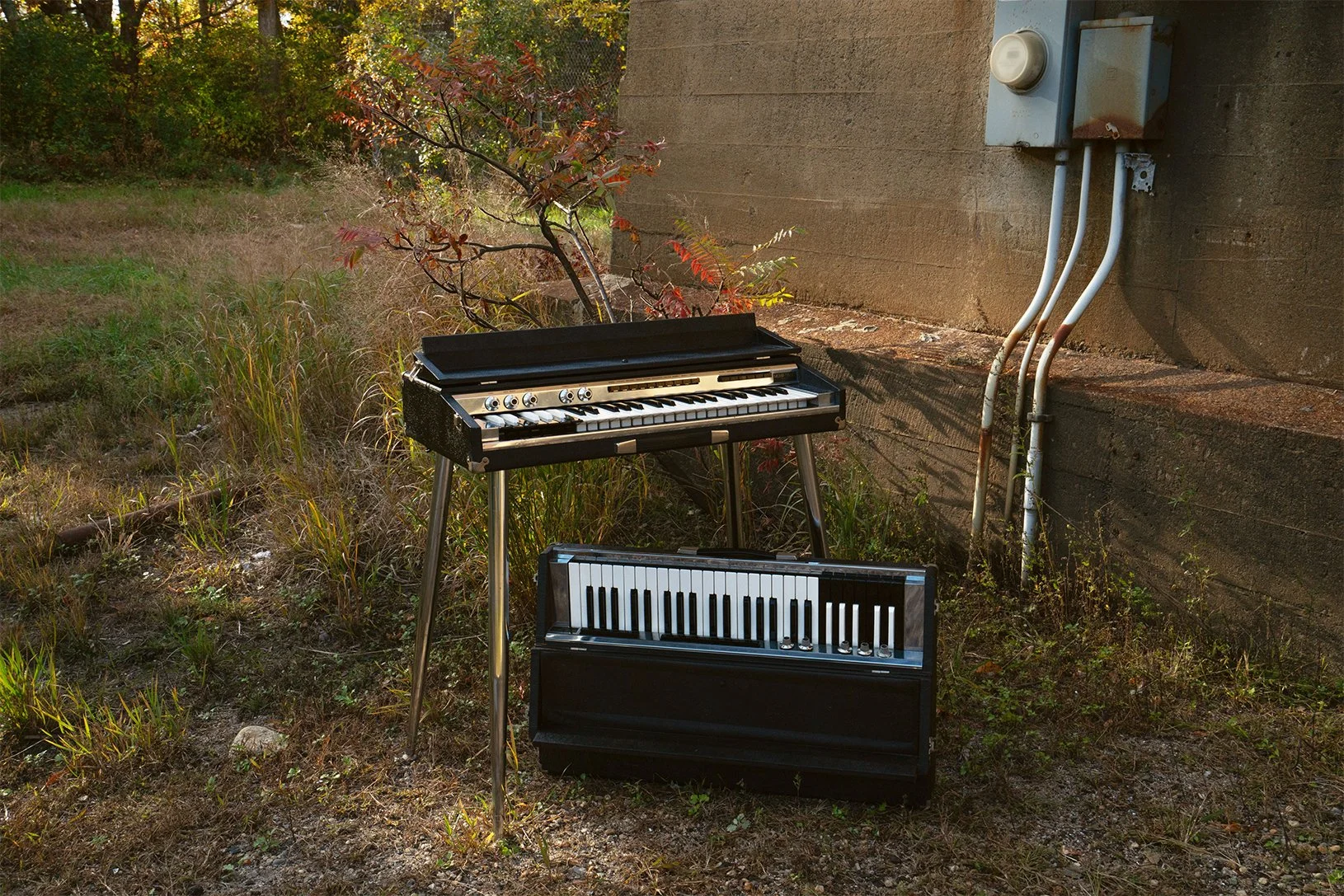 Organs — Vintage keyboard shop — Tropical Fish